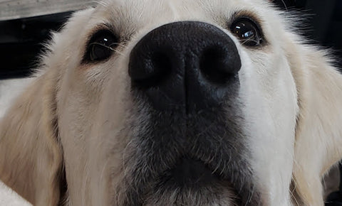 A Journey to an Allergen Detection Service Dog